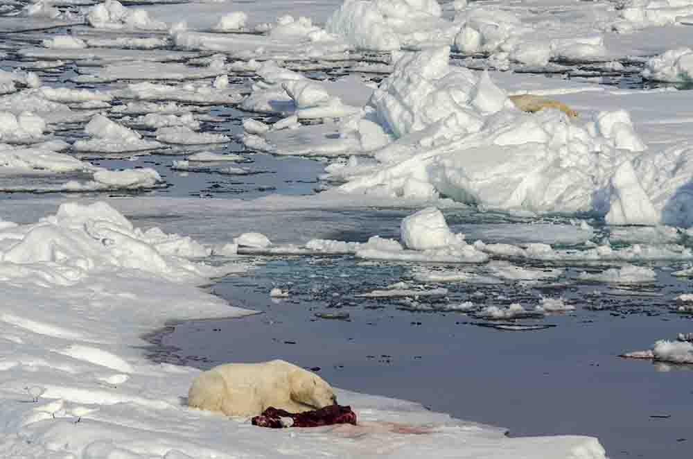 Oso Polar - islas Svalbard - Noruega 60.jpg